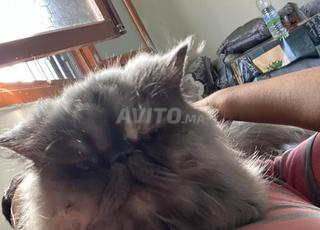 دردشة شخصية 3 سنوات