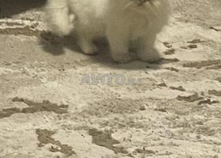 قطة صغيرة فارسية