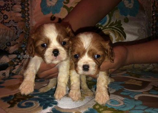 Cavalier King Charles