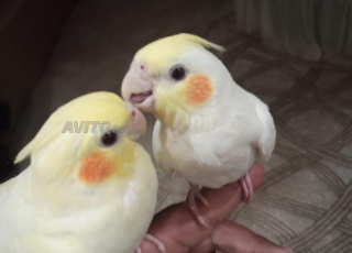 Oiseau calopsitte madrassais