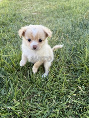 2 جراء للبيع