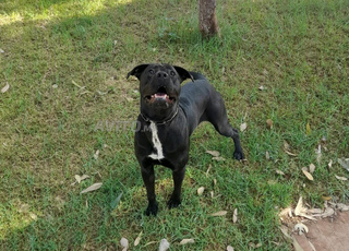 Magnifique Cane Corso femelle 1 an