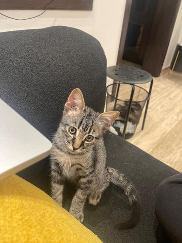 Chat mâle âgé de 4-5 mois vacciné