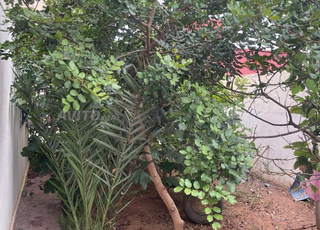 فيلا للبيع حي الشماو