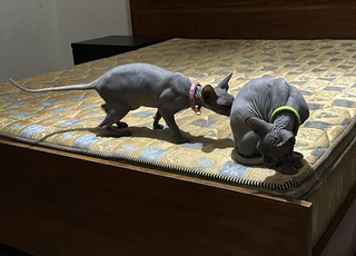 Chat femelle sphinx pure race d'origine Russe à ne pas rater