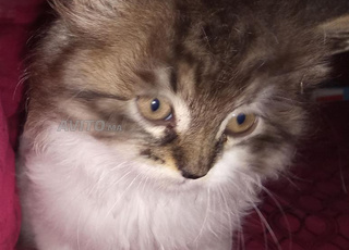 Avancement près de Château