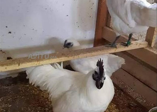 زوج دجاج جامونغ سيماني أبيض
