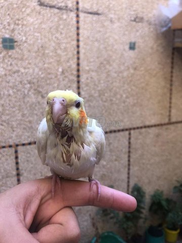 albinos Calopsittes (Bebe Cockatiels) rkhiss