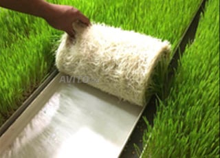 3. Orge hydroponie Maroc