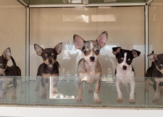 chiot chihuahua