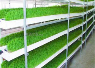 69. Maroc culture rapide