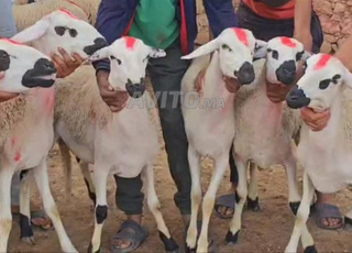 حولية صردية مليحة