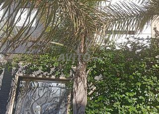 النسيم أسلان