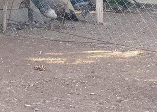 الطاوسة للبيع جميلة وتبيض