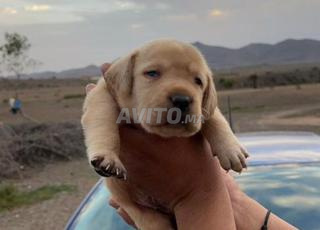 جرو لابرادور