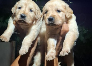 golden retriever chiot