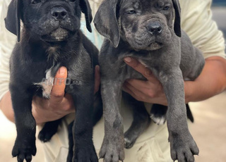 Cane Corso chiot