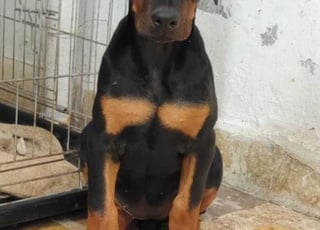 doberman chien