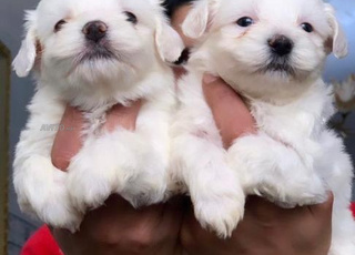 bichon maltais chiot