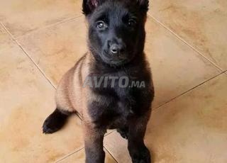 Malinois charbonné chiot