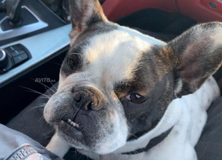 bouledogue francais femelle a vendre