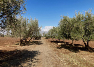 Terrain de 16,5 Ha km12 Route de Fès