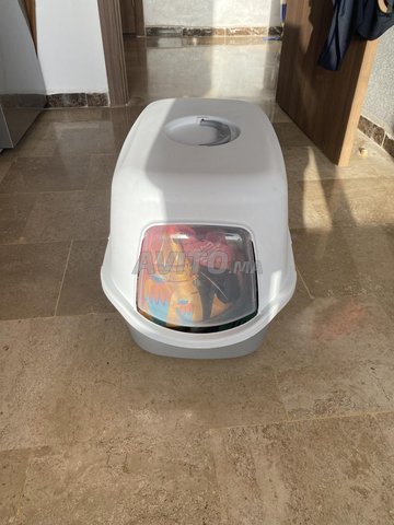 إكسسوارات قطط