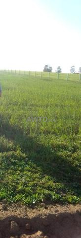 أرض فلاحية للبيع للمعلمات المرجو الاتصال بي