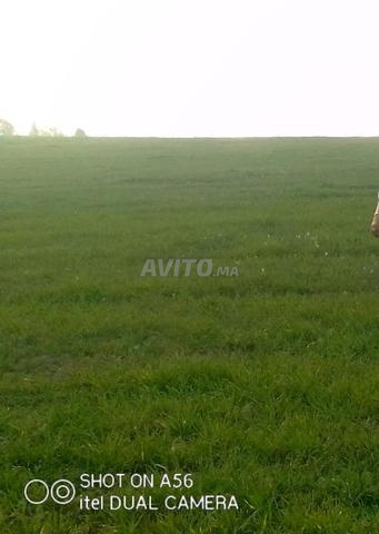 أرض فلاحية للبيع للمعلمات المرجو الاتصال بي - 2
