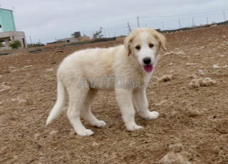 Chien de Montagne de l’Atlas (Aïdi) pedigré