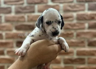 chiots dalmatien