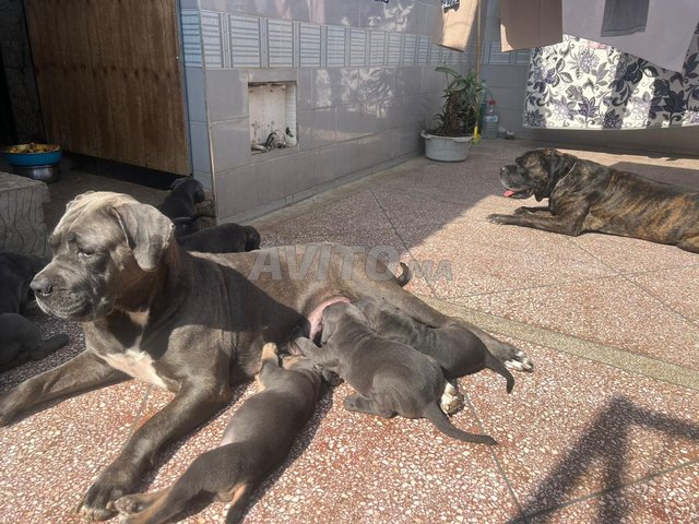 جراء Cane Corso زرقاء بعيون زرقاء