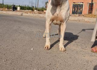 Dogue argentin