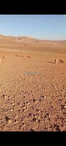 هكتار وربع للبيع نواحي الرماني جمعة مول البلاد - 2