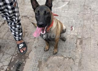Malinois classique