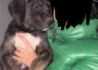 كاني كورسو و دوج أرجنتيني