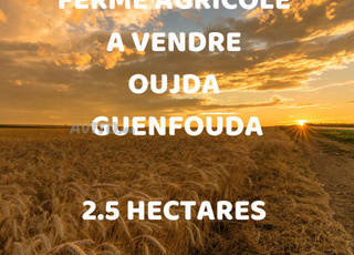 5) Terrain rural à vendre Guenfouda Maroc