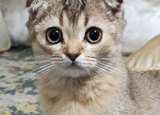 Scottish Folds de 2 mois