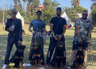 القنبلة البطلة الشابة