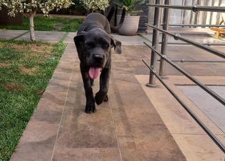 chien cane corso 5 mois