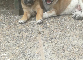 6 Chiens labrador a vendre