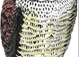 Chouette Épouvantail Tourne la Tête Avec le Vent