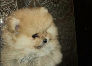 Spitz Poméranien disponible 52j