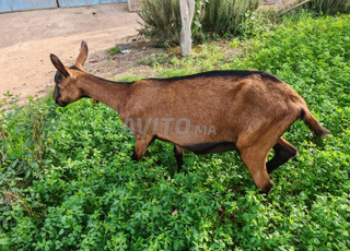 معزات ألبين أصلية