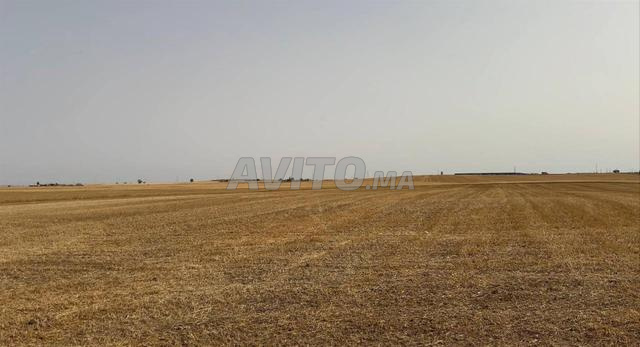 20 hectares titre à côté de Casablanca 20km - 2