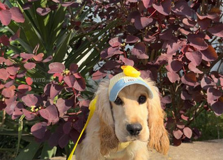 Cocker Spaniel anglais🐶male