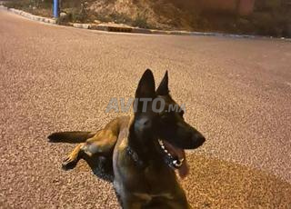 Malinois bien dressé