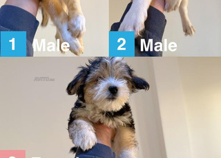 Des bichons à vendre