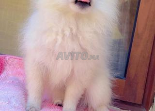 كلبة سبيتز أنثى