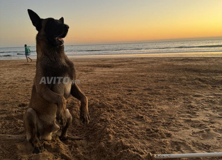 CHERCHE Malinois grande Taille (Femelle)